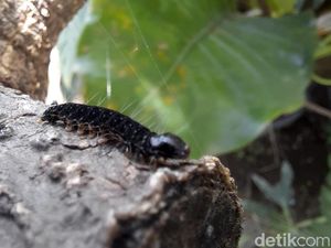 Penampakan Ulat Bulu Teror Rumah Warga Kota Blitar Penampakan Ulat Bulu Teror Rumah Warga Kota Blitar