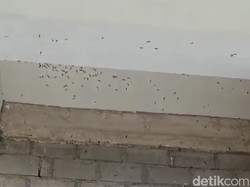 Hiii! Ribuan Ulat Bulu Teror Rumah Warga di Kota Blitar