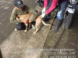 Lagi, Satu Warga Digigit Anjing Rabies di Pupuan Tabanan
