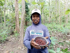 Antusiasme Warga Blitar Berburu Entung Ulat Jati Laku Rp 100 Ribu/Kg Antusiasme Warga Blitar Berburu Entung Ulat Jati Laku Rp 100 Ribu/Kg