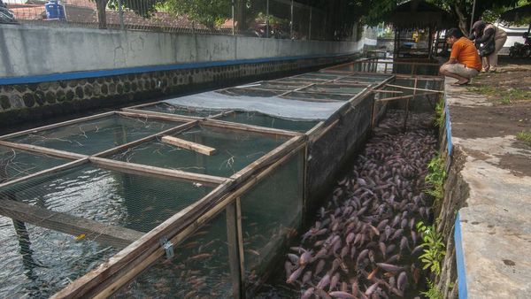 Budi Daya Ikan Nila di Boyolali Manfaatkan Aliran Sungai