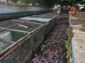 Budi Daya Ikan Nila di Boyolali Manfaatkan Aliran Sungai