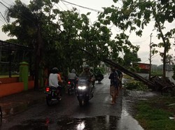 Angin Kencang Terjang Jombang, Pohon Tumbang dan Atap Bangunan Rusak