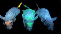 Hewan Eksperimen Manusia, Babi Six Pack Hingga Tikus Glow in the Dark
