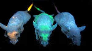 Hewan Eksperimen Manusia, Babi Six Pack Hingga Tikus Glow in the Dark