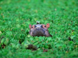 Ini 10 Hewan Paling Berbahaya di Dunia yang Harus Diwaspadai, Gajah Termasuk Ini 10 Hewan Paling Berbahaya di Dunia yang Harus Diwaspadai, Gajah Termasuk