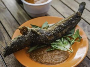7 Dampak Makan Ikan Lele, Jantung yang Sehat hingga Risiko Radang Usus 7 Dampak Makan Ikan Lele, Jantung yang Sehat hingga Risiko Radang Usus