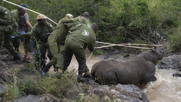 Misi Kenya Cegah Kepunahan Badak Hitam