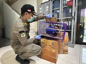 Balai Karantina Jatim Gagalkan Penyelundupan Burung Kicau dari Bali ke Jawa Balai Karantina Jatim Gagalkan Penyelundupan Burung Kicau dari Bali ke Jawa