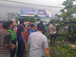 Pohon Tumbang Timpa 3 Motor di Depan MTos Makassar, 1 Orang Luka