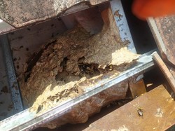 Sarang Tawon Besar di SMPN 3 Bebandem, 5 Siswa Disengat