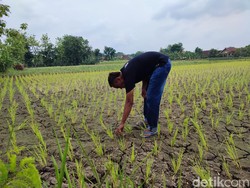 Petani Padi Ponorogo Sambat Biaya Pengairan Bengkak Imbas Kekeringan
