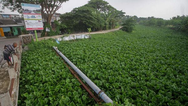 Sungai Prasung Sidoarjo Dipenuhi Eceng Gondok