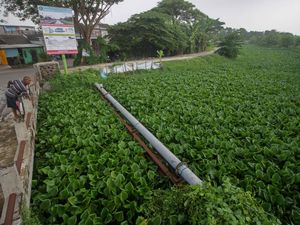 Sungai Prasung Sidoarjo Dipenuhi Eceng Gondok Sungai Prasung Sidoarjo Dipenuhi Eceng Gondok