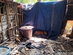 Jurus Pemikat Anjing Liar Ala Jagal Sukabumi