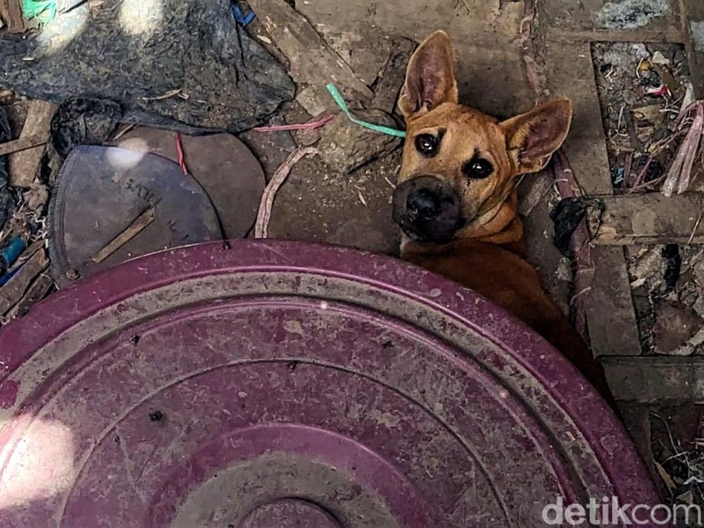 Aktivis Desak Pemerintah Tindak Tegas Perdagangan Daging Anjing!