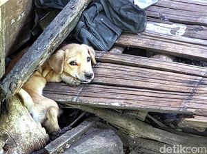 Budaya Makan Daging Anjing Dipermasalahkan, Aktivis: Budaya Itu Dinamis Budaya Makan Daging Anjing Dipermasalahkan, Aktivis: Budaya Itu Dinamis