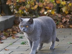 Kucing Disebut Tak Masuk Surga meski Hewan Kesayangan Nabi, Kenapa?