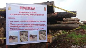 Penampakan Kayu Illegal Logging Asal Kalteng yang Dikirim ke Lamongan