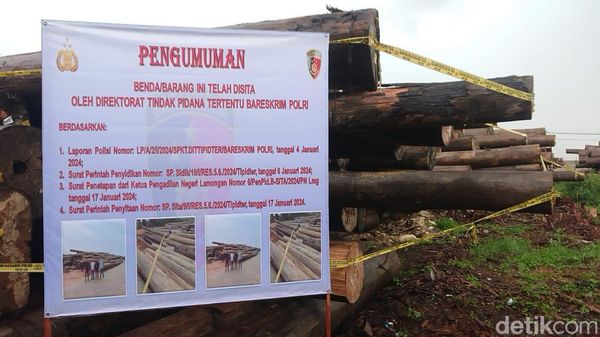 Penampakan Kayu Illegal Logging Asal Kalteng yang Dikirim ke Lamongan