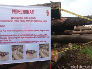 Penampakan Kayu Illegal Logging Asal Kalteng yang Dikirim ke Lamongan