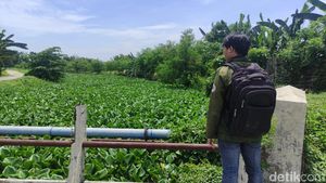 Sungai Prasung Sidoarjo Tertutup Eceng Gondok Sepanjang 2 KM