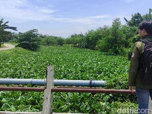 Sungai Prasung Sidoarjo Tertutup Eceng Gondok Sepanjang 2 KM Sungai Prasung Sidoarjo Tertutup Eceng Gondok Sepanjang 2 KM