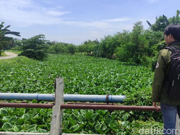Sungai Prasung Sidoarjo Tertutup Eceng Gondok Sepanjang 2 KM