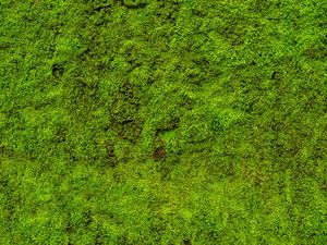 Tumbuhan Apa yang Pertama Kali Tumbuh di Bumi? Ternyata Ini