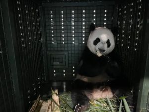 Saat Anak Panda Mudik ke China Naik Pesawat