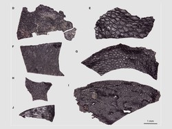 Penampakan Fosil Kulit Berusia 290 Juta Tahun yang Ditemukan Peneliti