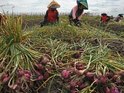 Harga Bawang Merah Tembus Rp 80.000/Kg Gara-gara Gagal Panen!