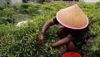 Petani di Ternate Sulap Lahan Kosong Jadi Kebun Cabai