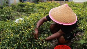 Petani di Ternate Sulap Lahan Kosong Jadi Kebun Cabai