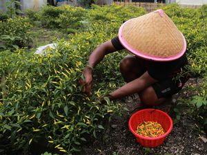 Petani di Ternate Sulap Lahan Kosong Jadi Kebun Cabai