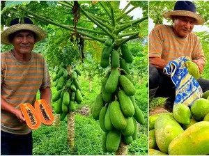 Kisah Sukses Petani Pepaya Beromzet Rp 66 Juta Sebulan