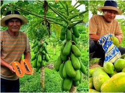 Kisah Sukses Petani Pepaya Beromzet Rp 66 Juta Sebulan