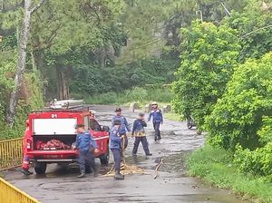 Bocah 3 Tahun Ini Tewas Disengat Tawon, Begini Kronologinya