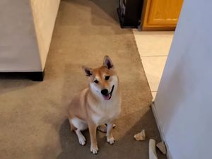 Guk Guk! Anjing Bisa Tamat Main Game NES Gyromite