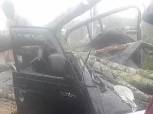 Pikap Angkut 14 Orang Tertimpa Pohon di Banjarnegara! Pikap Angkut 14 Orang Tertimpa Pohon di Banjarnegara!