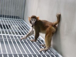 Mengenal Retro, Monyet Hasil Kloning China yang Kini Berusia 2 Tahun