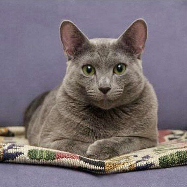 Kucing Ras Russian Blue.