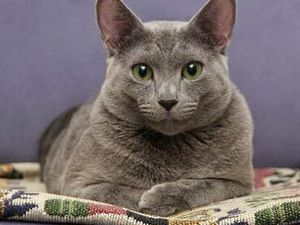 Nama Kucing Nabi Muhammad SAW, Memiliki Arti Tersayang Nama Kucing Nabi Muhammad SAW, Memiliki Arti Tersayang