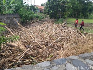 Terbawa Banjir, Sampah Bambu Menumpuk di Sungai Dukuh Kauman Boyolali Terbawa Banjir, Sampah Bambu Menumpuk di Sungai Dukuh Kauman Boyolali