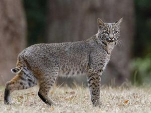 9 Fakta Bobcat, Kucing Hutan Besar yang Ahli Berburu Rusa 9 Fakta Bobcat, Kucing Hutan Besar yang Ahli Berburu Rusa