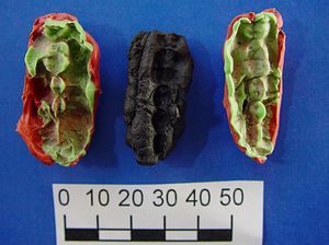 Temuan Permen Karet Purba, Ilmuwan Ungkap Makanan Remaja Zaman Batu dari DNA Temuan Permen Karet Purba, Ilmuwan Ungkap Makanan Remaja Zaman Batu dari DNA