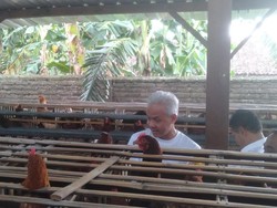Ganjar Kunjungi Peternakan Ayam di Magetan, Dapat Keluhan Harga Jagung Naik