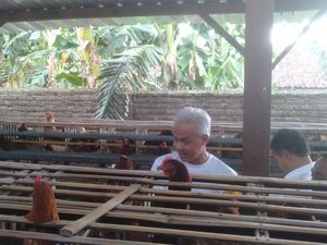 Ganjar Kunjungi Peternakan Ayam di Magetan, Dapat Keluhan Harga Jagung Naik Ganjar Kunjungi Peternakan Ayam di Magetan, Dapat Keluhan Harga Jagung Naik