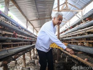 Peternak di Magetan Curhat ke Ganjar Keluhkan Harga Pakan Tinggi