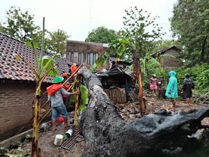 BPBD Bantul Catat 11 Pohon Tumbang Timpa Rumah-Tutup Akses Jalan